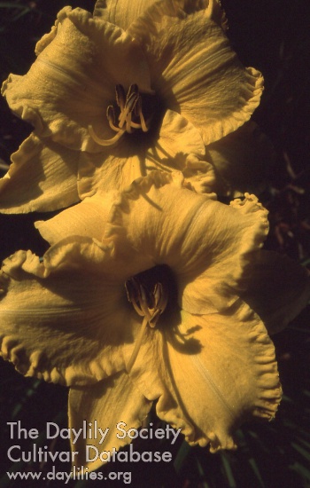 Daylily Golden Pond